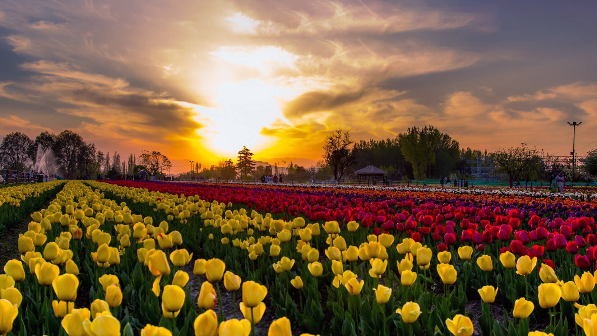 tulip-festival