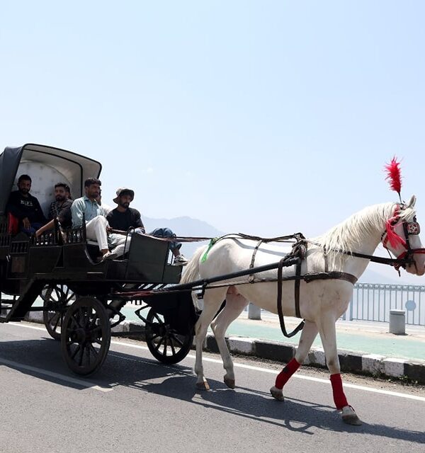 Buggy ride on Dal Lake with scenic views of water, houseboats, and mountains in Srinagar | Panda Tours and Travels