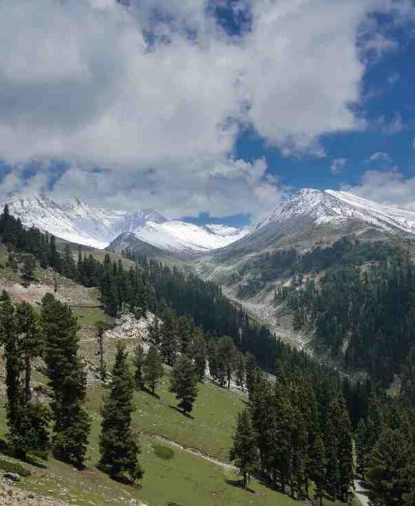 Daksum tour packages featuring scenic forest landscapes in South Kashmir | Panda Tours and Travels