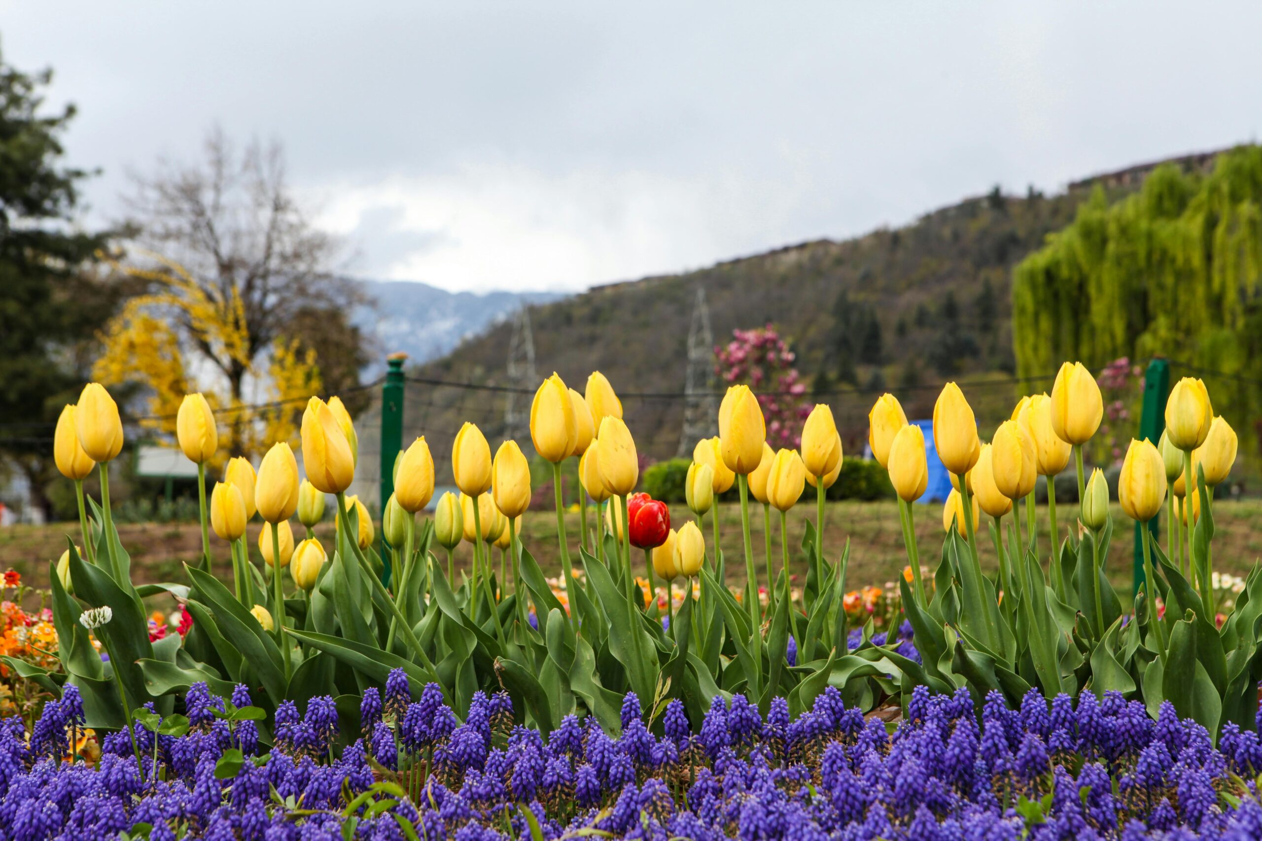 Indira Gandhi Memorial Tulip Garden in Srinagar showcasing colorful tulips with Dal Lake and mountains, a top Kashmir travel destination | panda tours and Travels