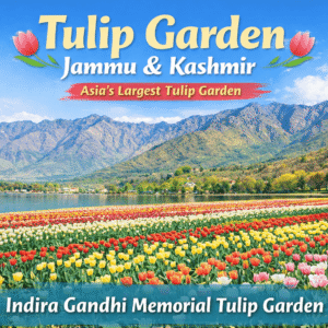 tulip garden