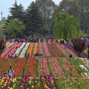 image for panda tour and travels