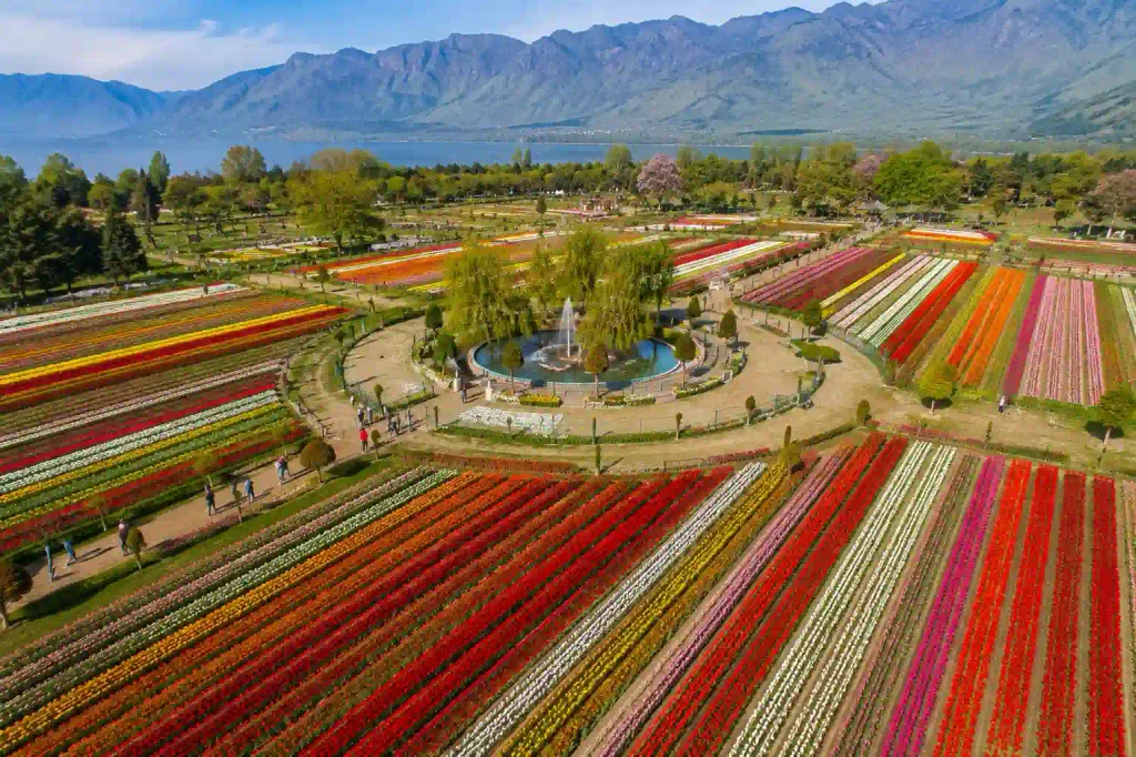Aerial drone view of Tulip Garden Srinagar with colorful tulip flower fields, Dal Lake and mountains in the background