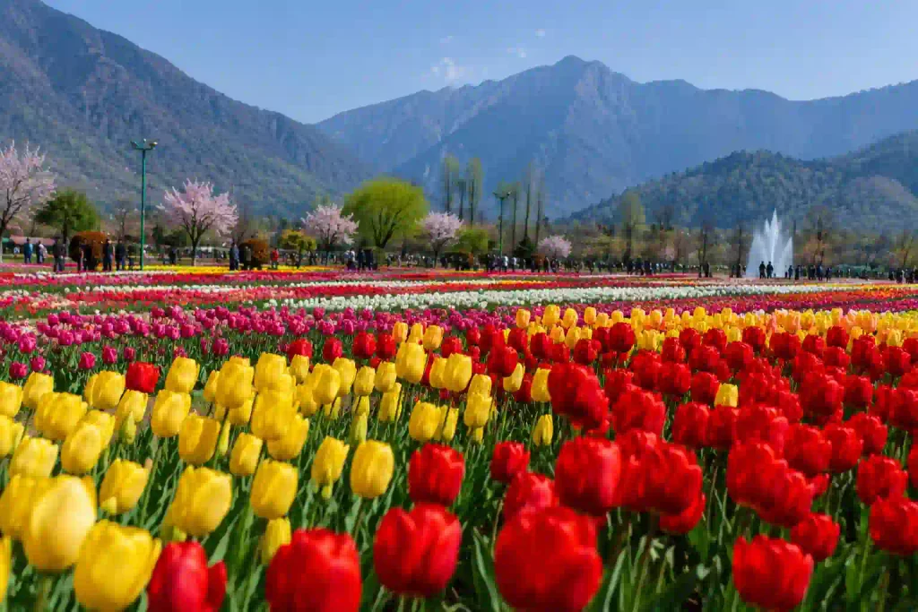Colorful tulip flowers at Srinagar Tulip Garden with mountains and fountain in the background