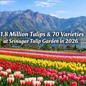 featured image for tulip garden opening on 13 march 2026