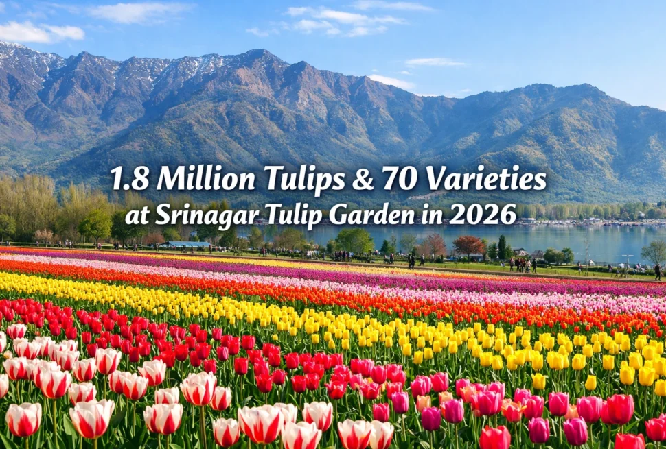 featured image for tulip garden opening on 13 march 2026