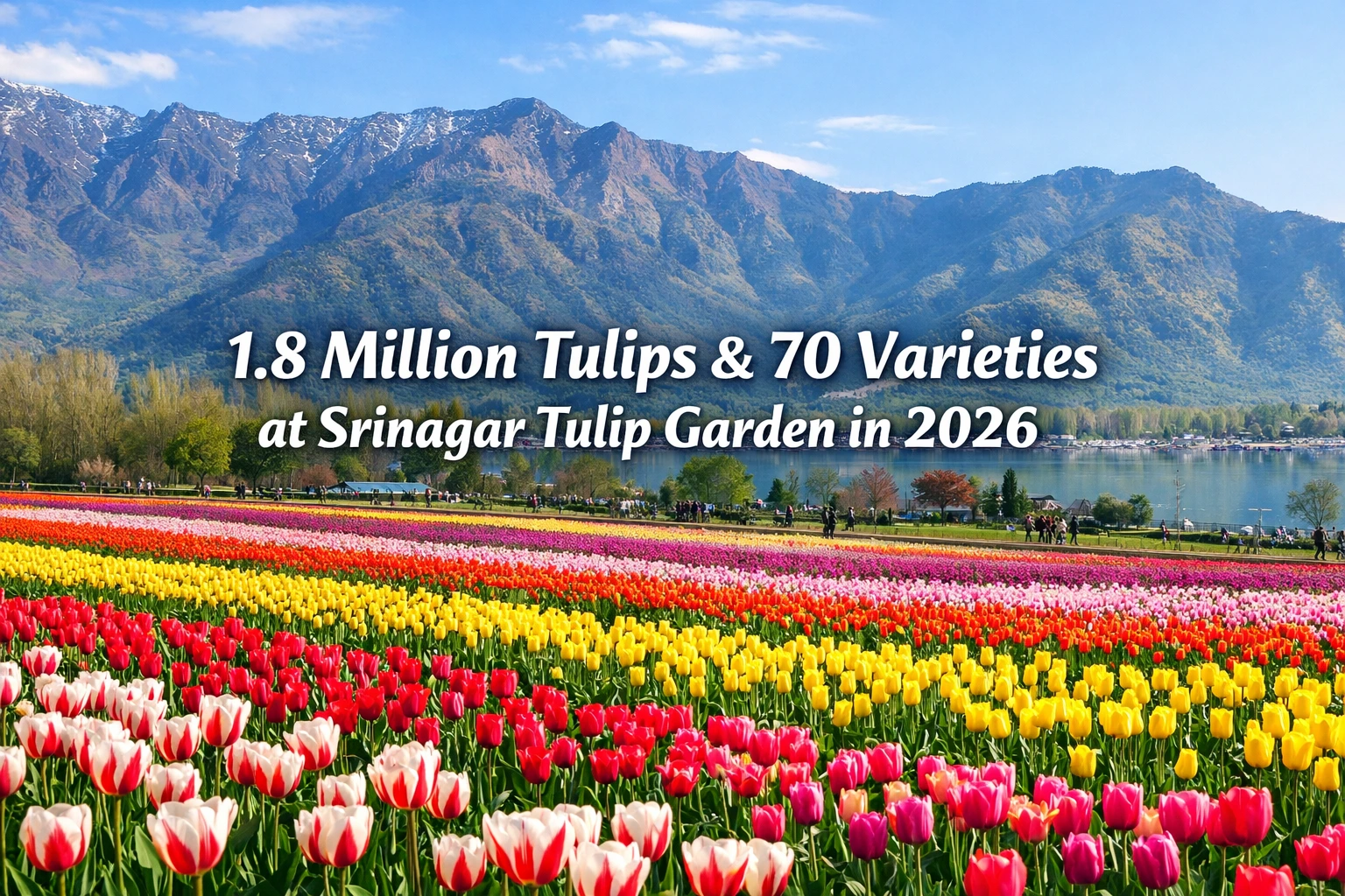 featured image for tulip garden opening on 13 march 2026