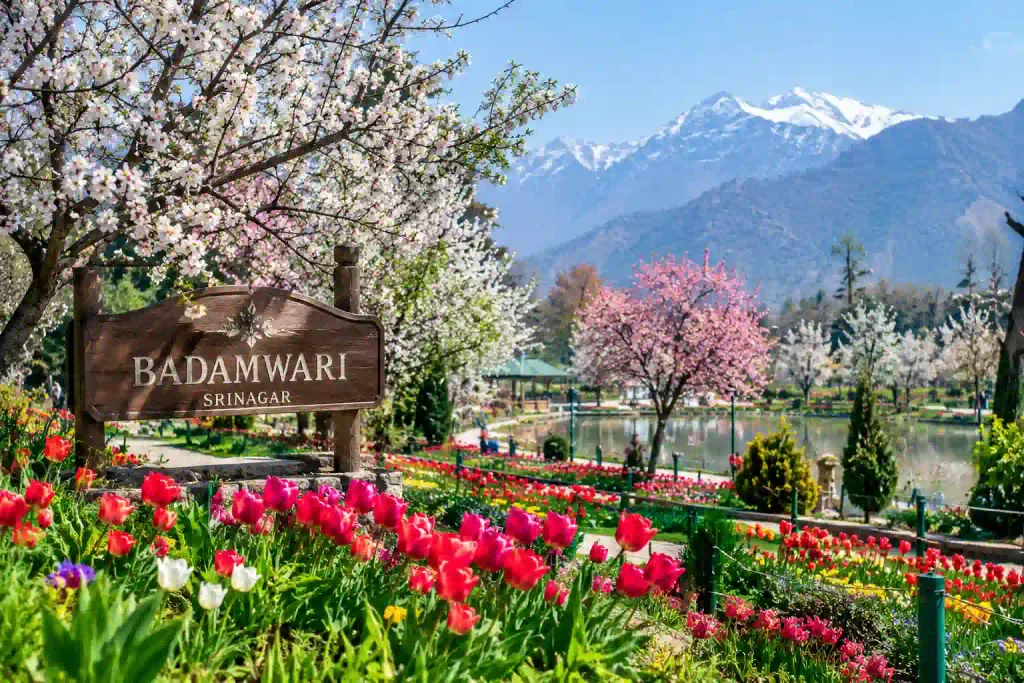 Badamwari Garden in Srinagar, filled with colorful blooming tulips and flowering almond trees, with a peaceful pond and snow-capped Himalayan mountains in the background.
