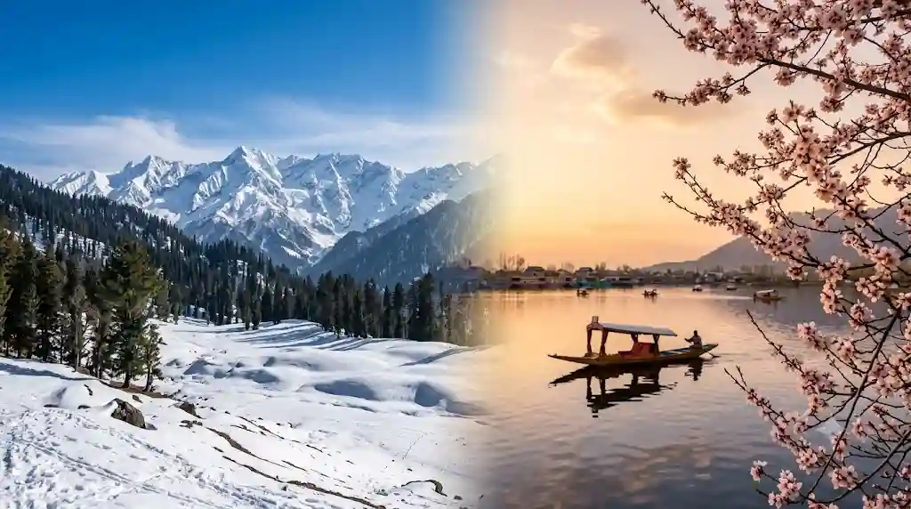 Kashmir in March with snow in Gulmarg and almond blossoms in Srinagar