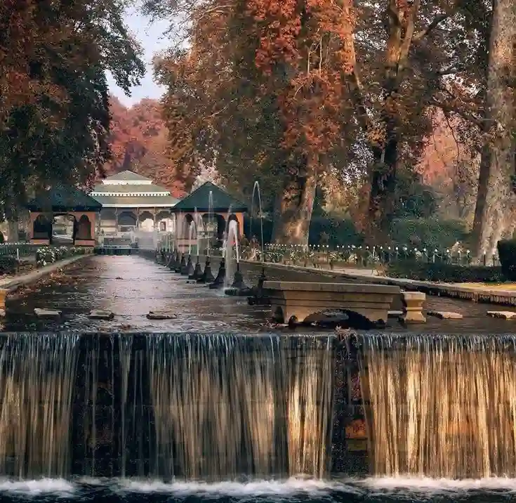 Chinar tree avenue during autumn in Kashmir
