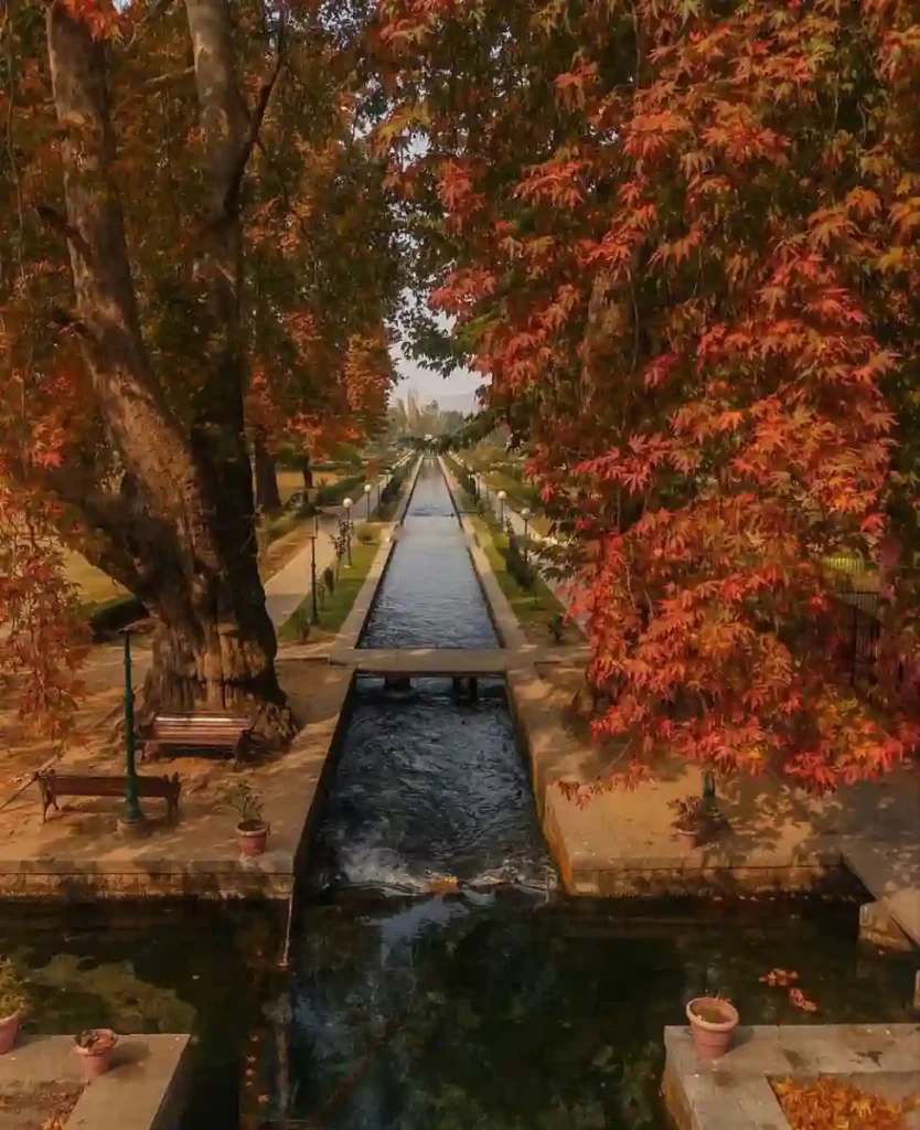 Autumn in Kashmir with Chinar trees and Dal Lake