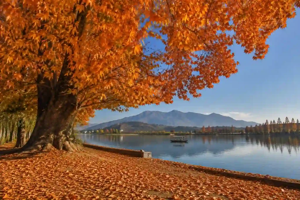 Mughal garden waterfall surrounded by autumn trees in Kashmir